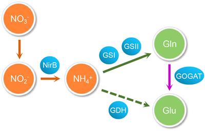 Research progress on GlnR-mediated regulation in Actinomycetes